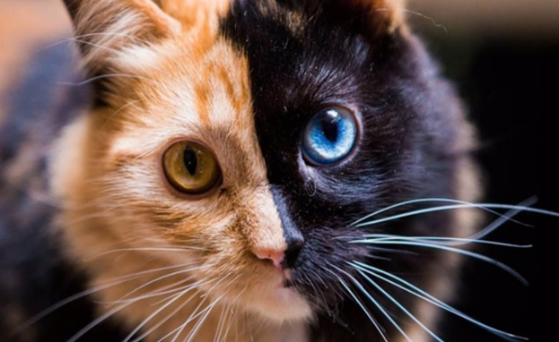 Фото находится в свободном доступе в Интернете 