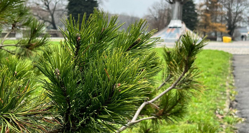    Первый городской канал Калининград