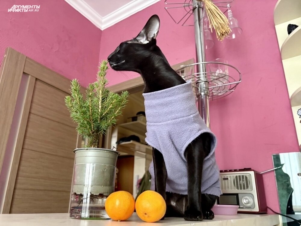    Фото: kuzbass.aif.ru/ Анна Городкова