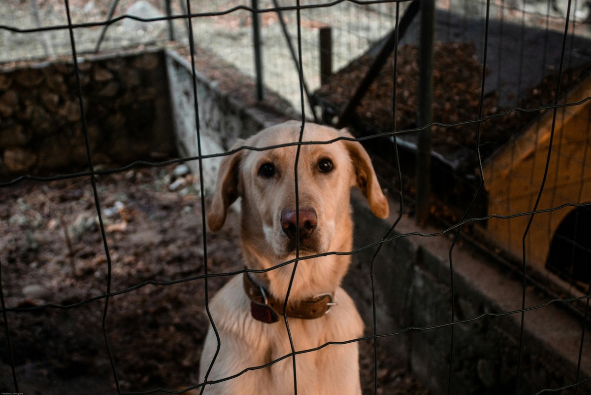    Зимний сезон — период, когда поддержка бездомных животных становится особенно важной