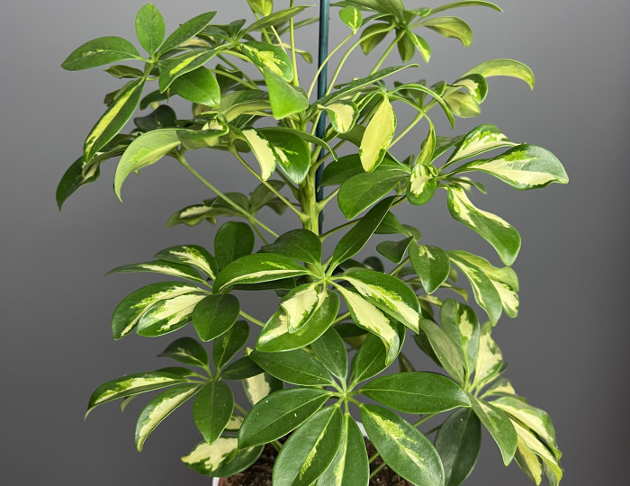 ШЕФФЛЕРА -КАК ПРАВИЛЬНО УХАЖИВАТЬ