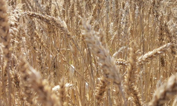    Фото: Лукьянов Дмитрий, AgroXXI.ru