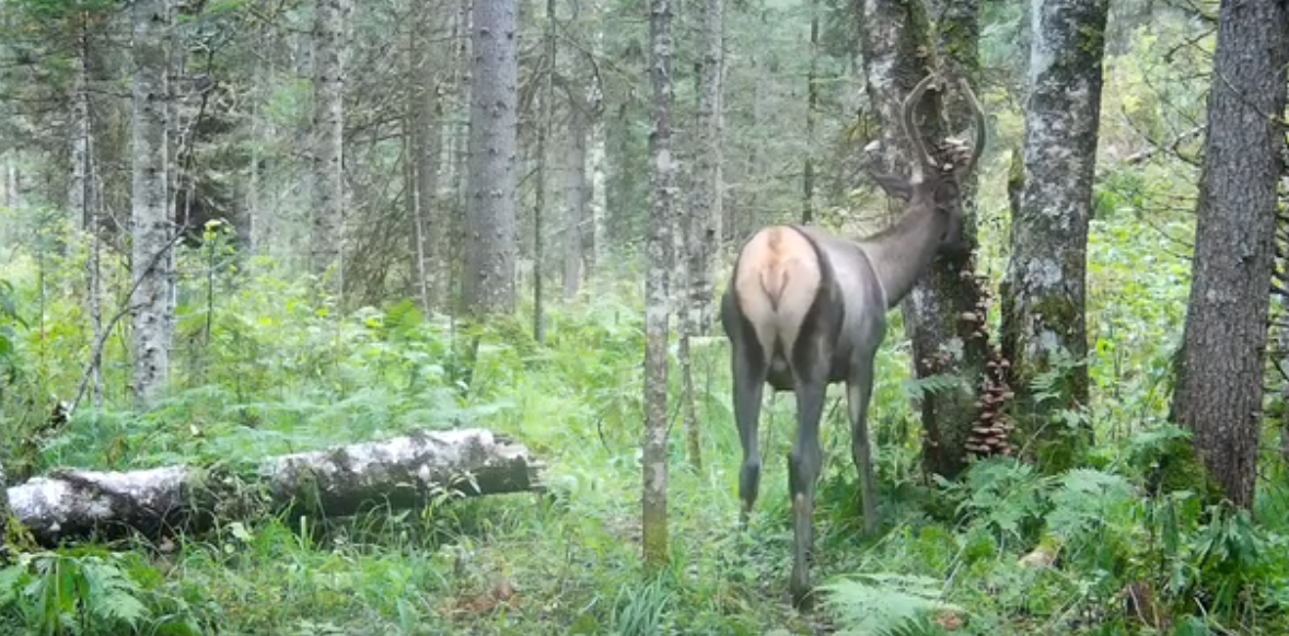     Завтрак марала показали в заповеднике на юге Красноярского края