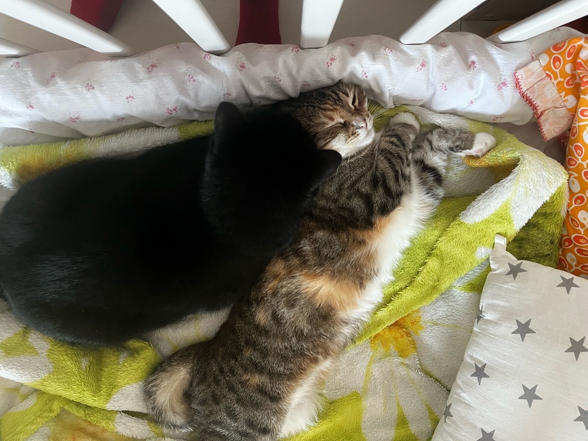 Наши котаны почивают