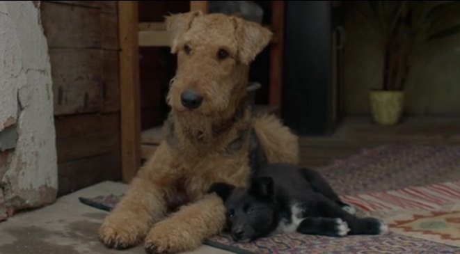 Гром и маленький Стёпка.