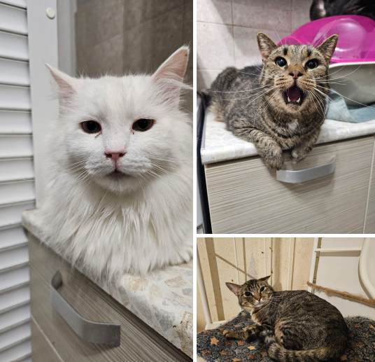 Часть болеющих