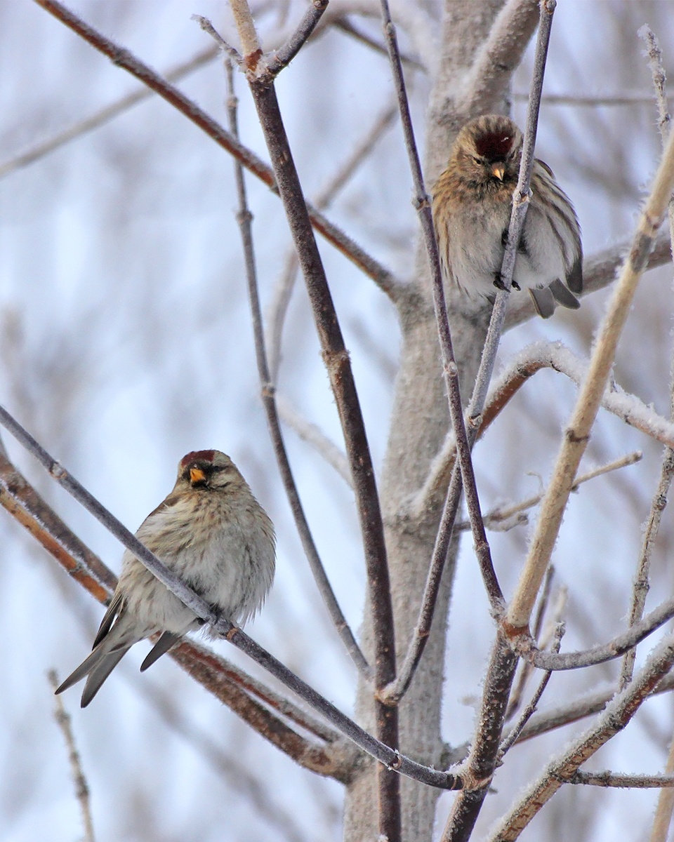 Чечётки 3.02.2024г