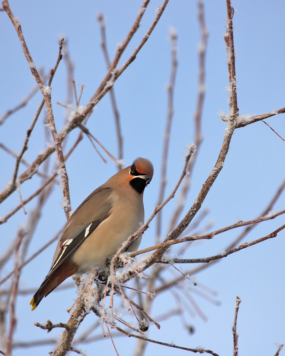 Свиристель 3.02.2024г