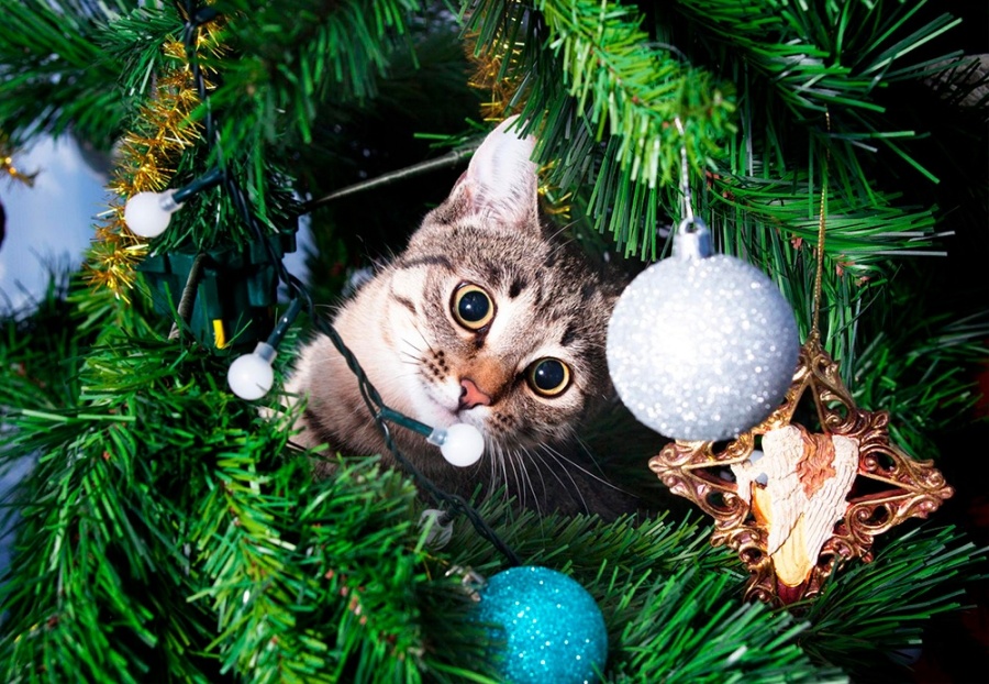     Осторожно, елка! Какой "сюрприз" может принести лесная красавица в дом?