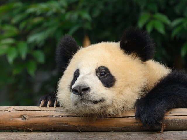    Фото: depositphotos/nelik