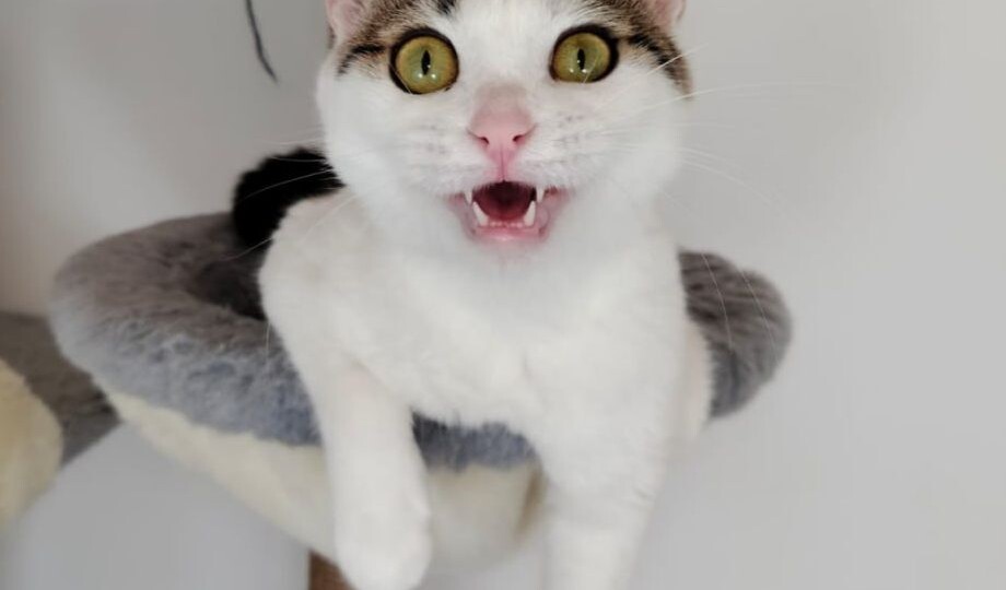 Кроха, над которой издевались дети, начинает искать домик!