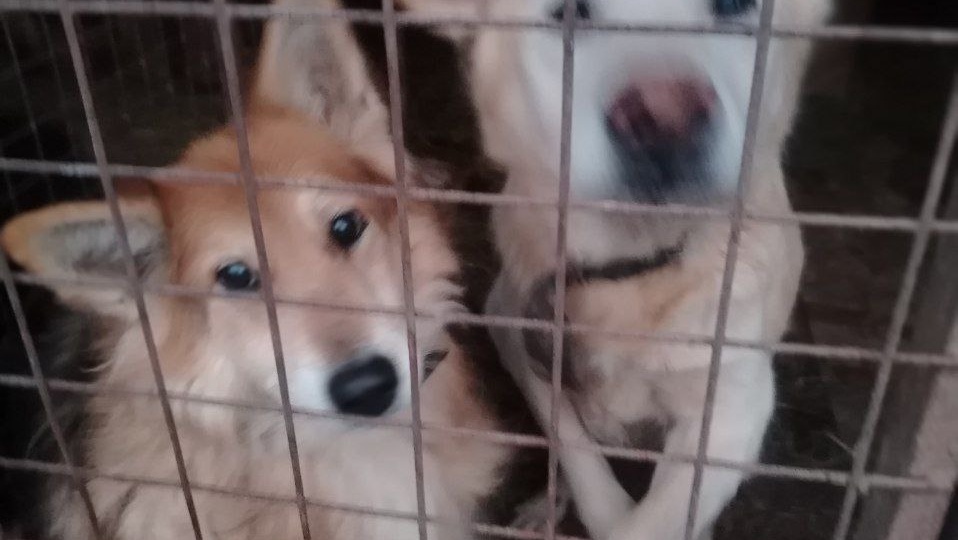 Приюту нужна помощь 🙏