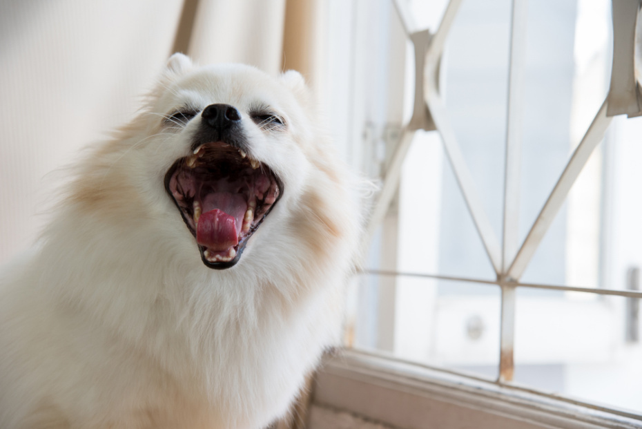    Shutterstock/FOTODOM