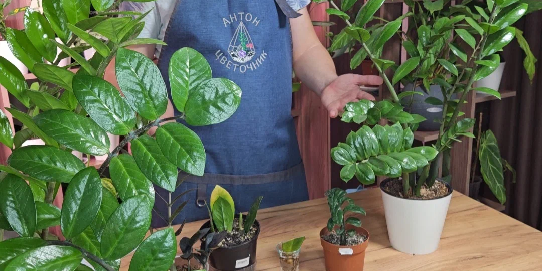 Замиокулькас не растёт? Выдаст 10-12 листьев, если исправить эти 5 причин