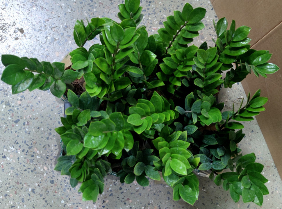 Пышный замиокулькас - мечта многих. Но что делать, если он не растёт?