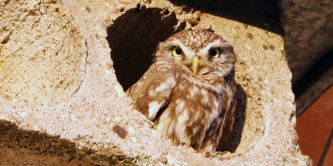 Наблюдение дня. Домовый сыч
