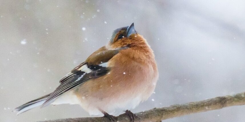    Алёна Бобрович