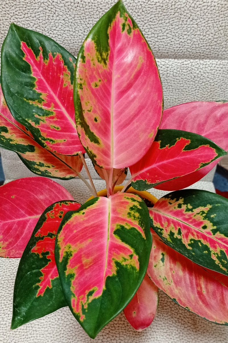 Аглаонема Спитфайр.