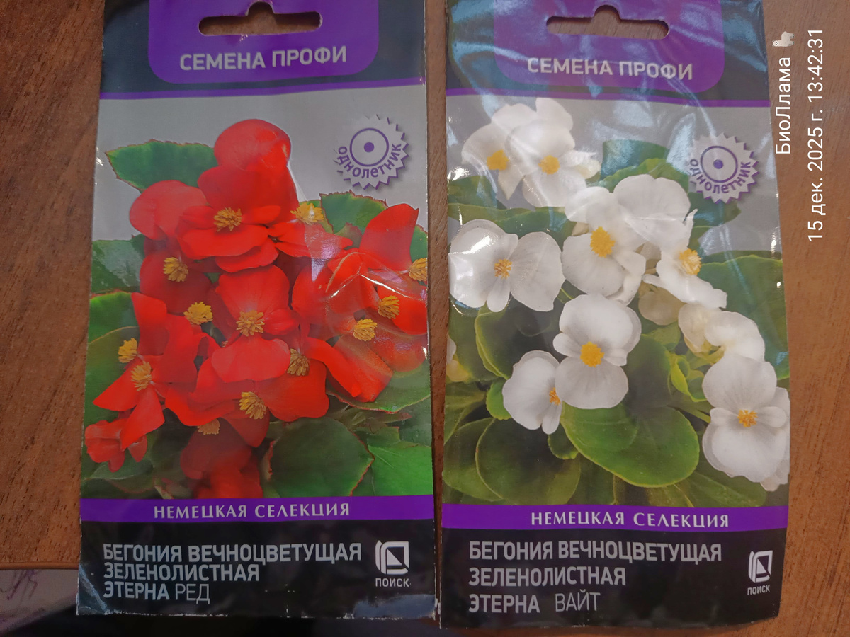 Бегония есть!