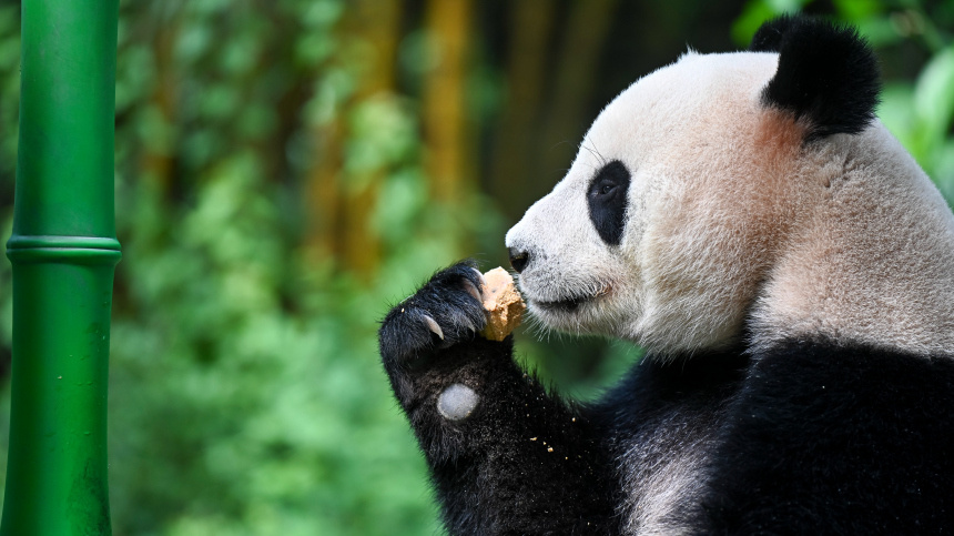    Фото: China News Service/ТАСС