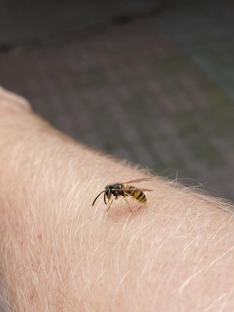 Видимо, это оса что-то знала и хотела меня отговорить. Отговорить не получилось. 