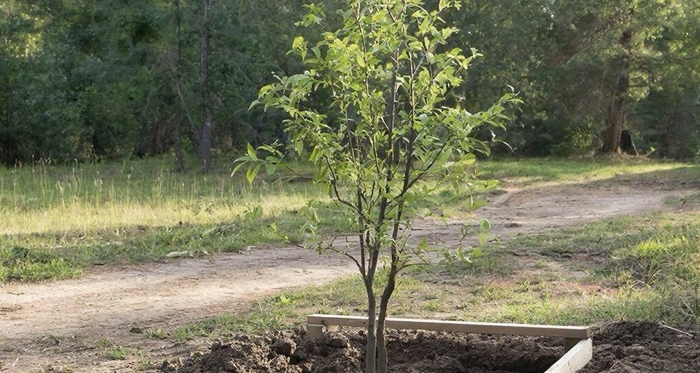 Как под Новый год мне подарили персональное дерево