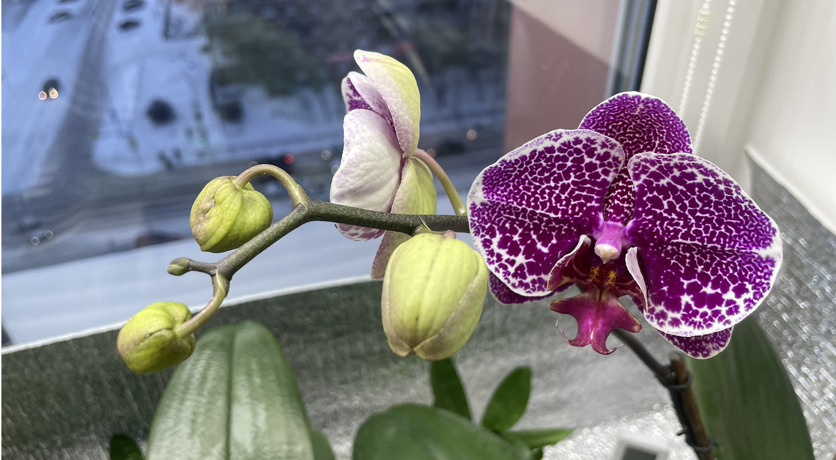 Орхидея фалкнопсис Тайваньский Леопард. Орхидеи С Еленой Кузнецовой