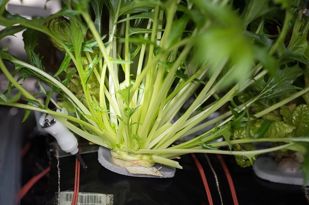 Салат «Мизуна», похожий на рукколу, выращивается для Veg-03 (Фото: НАСА)