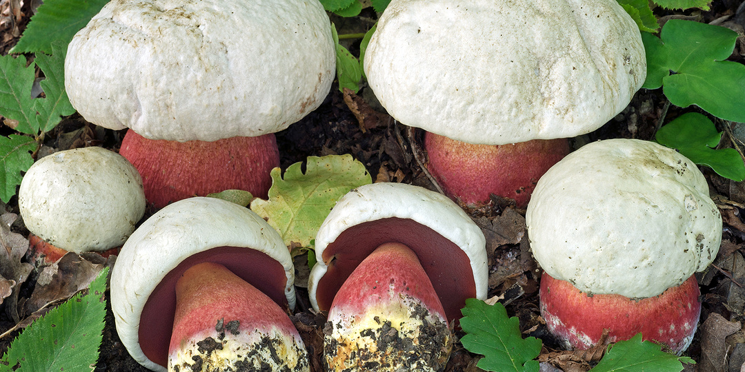 Сатанинский гриб (Rubroboletus satanas)