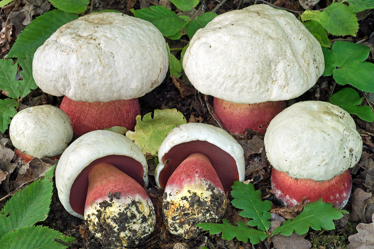 Сатанинский гриб (Rubroboletus satanas)