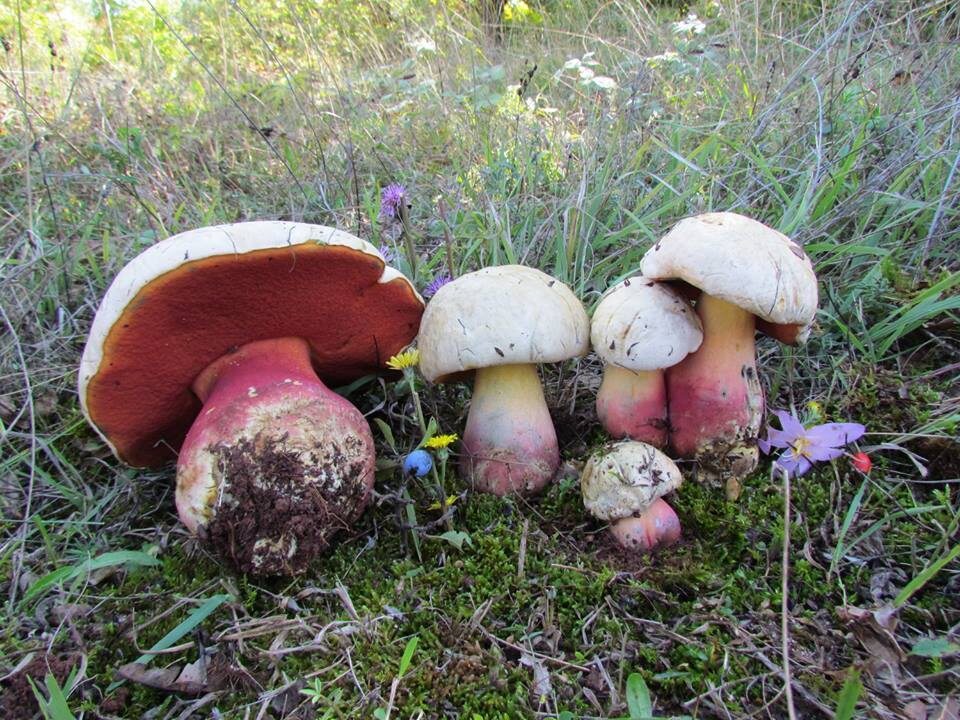 Сатанинский гриб (Rubroboletus satanas)