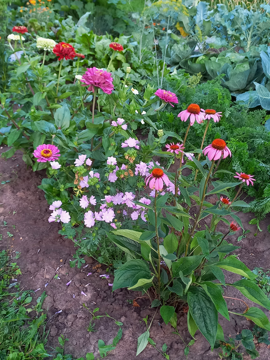 Эхинацея в первый год.