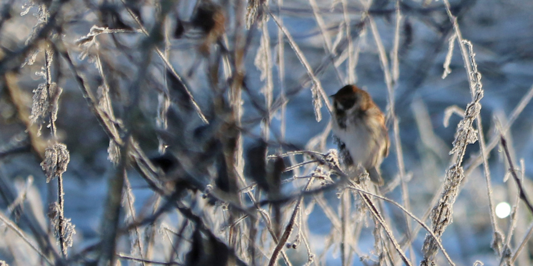 Наблюдение дня. Зимующая тростниковая овсянка от 14.12.25