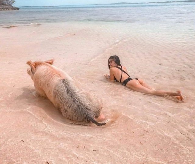 Смешые Фото, Которые На 100% Поднимут Вам Настроение