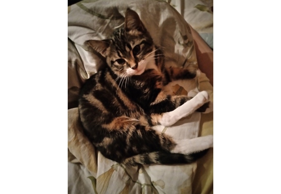     Тигр Карамеля и кусака Эля: школьница из Копыля рассказала о своих кошках