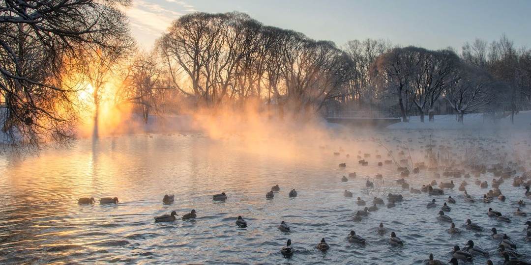 Пруд у Кировской Диорамы не замерзает всю зиму, а все благодаря многим родниковым источникам, питающим водоём