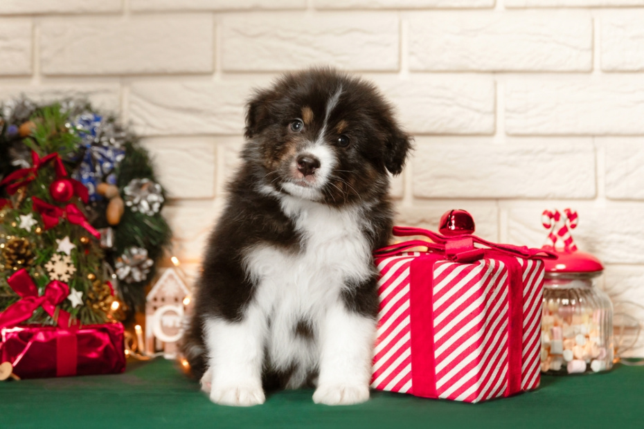    Shutterstock/FOTODOM