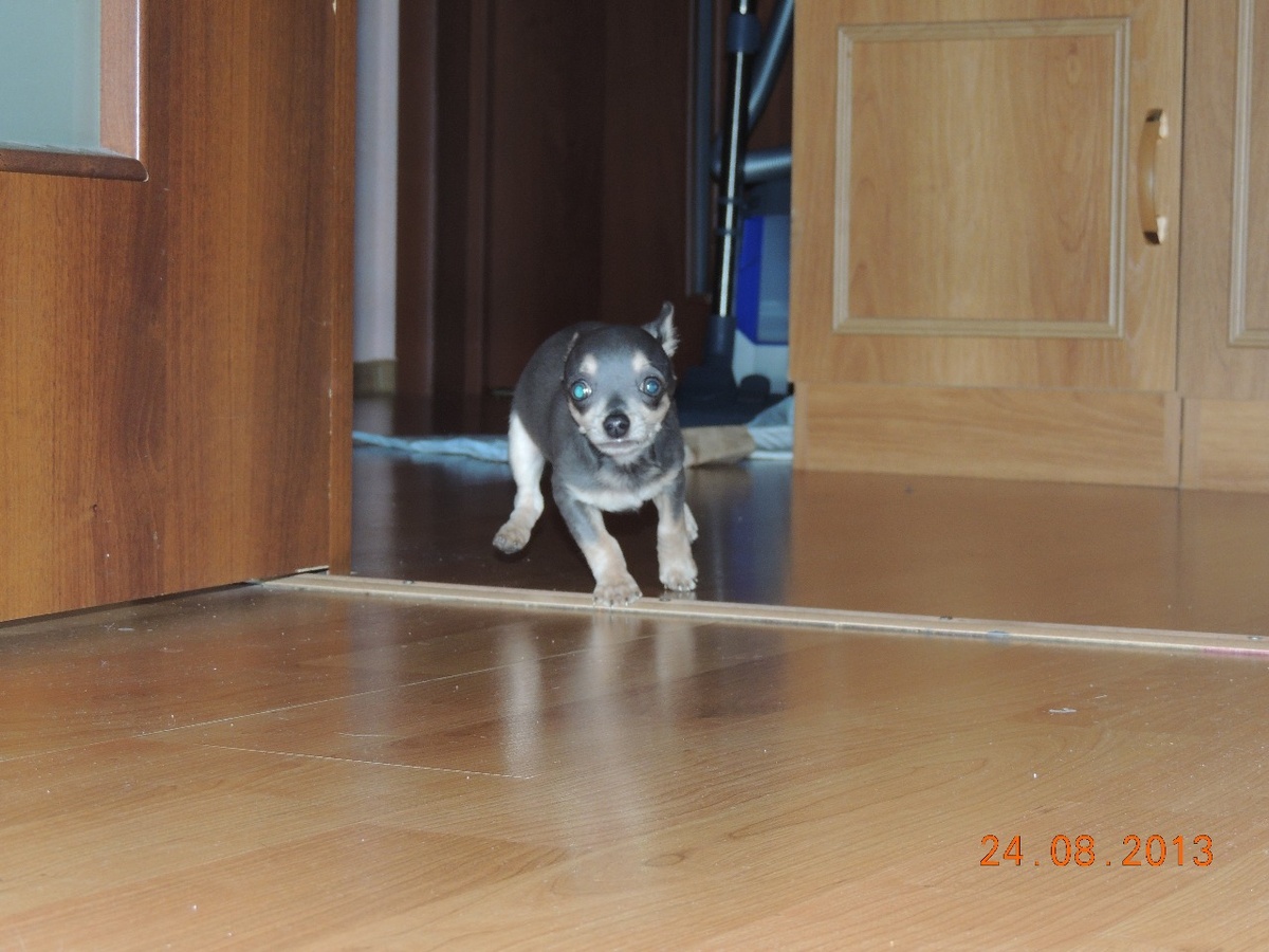 История чихуахуа Тоши, который 9,5 лет был учителем и другом. Личный опыт о том, что питомец — это часть тебя. Как собака учит ответственности, пониманию без слов и мужеству. 