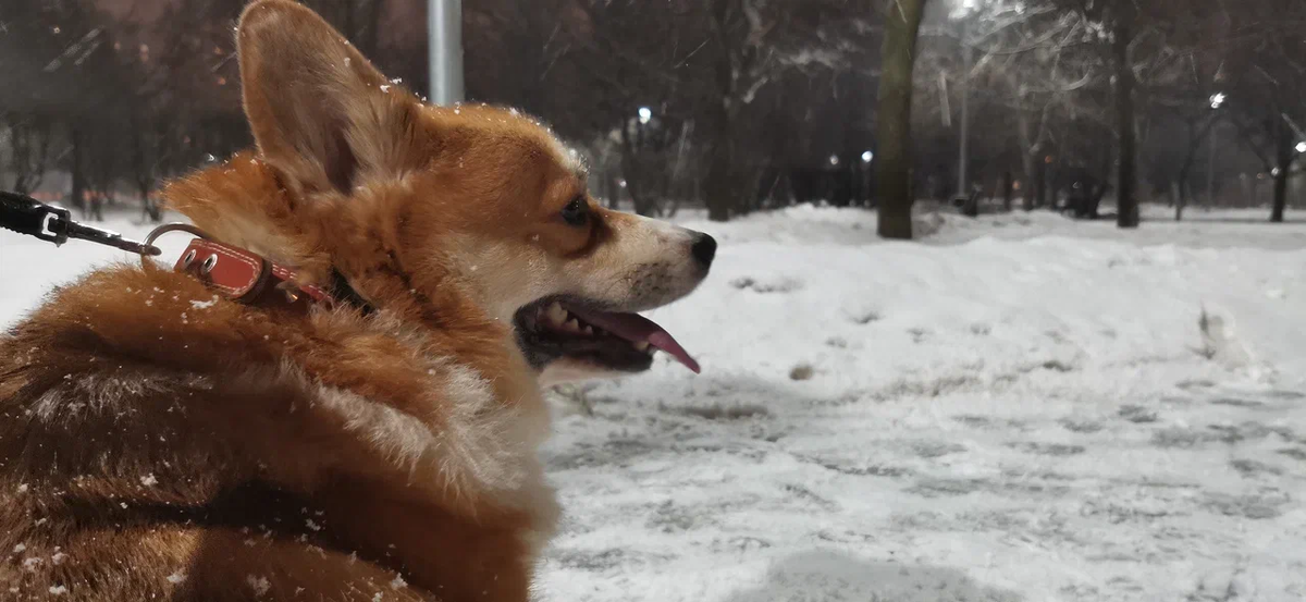 Ночной дозор