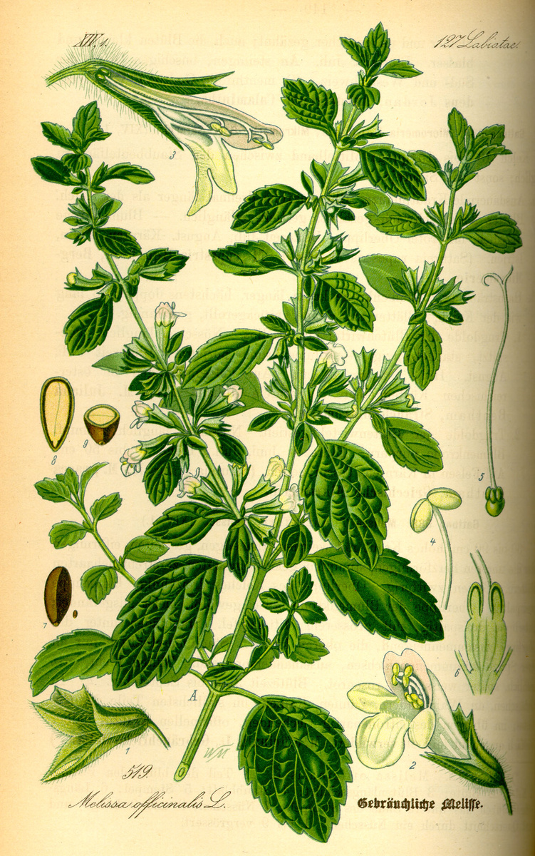 Melissa officinalis (Мелисса лекарственная). Ботаническая иллюстрация XIX века
