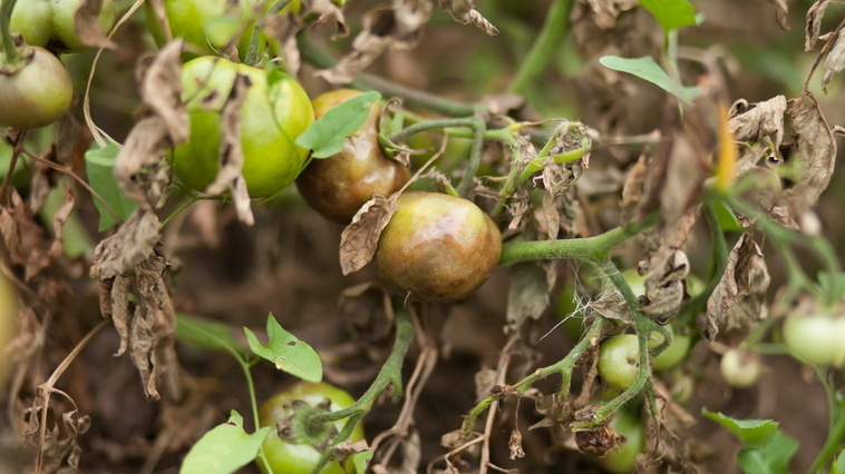 Результат неправильного севооборота