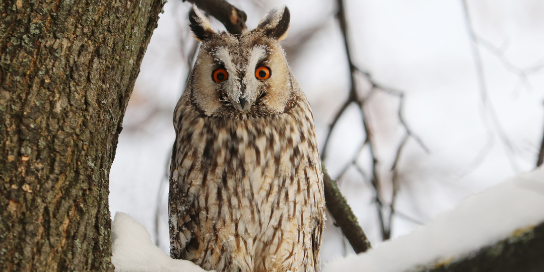 100 птиц Москвы. Кто встречается в большом городе?