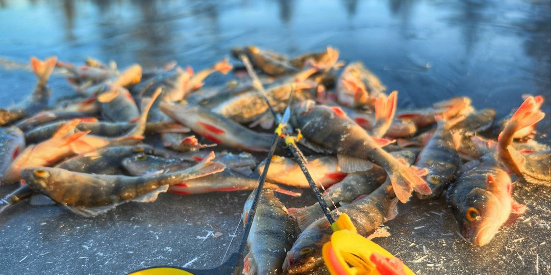 Открыл сезон ледовый. 14 декабря