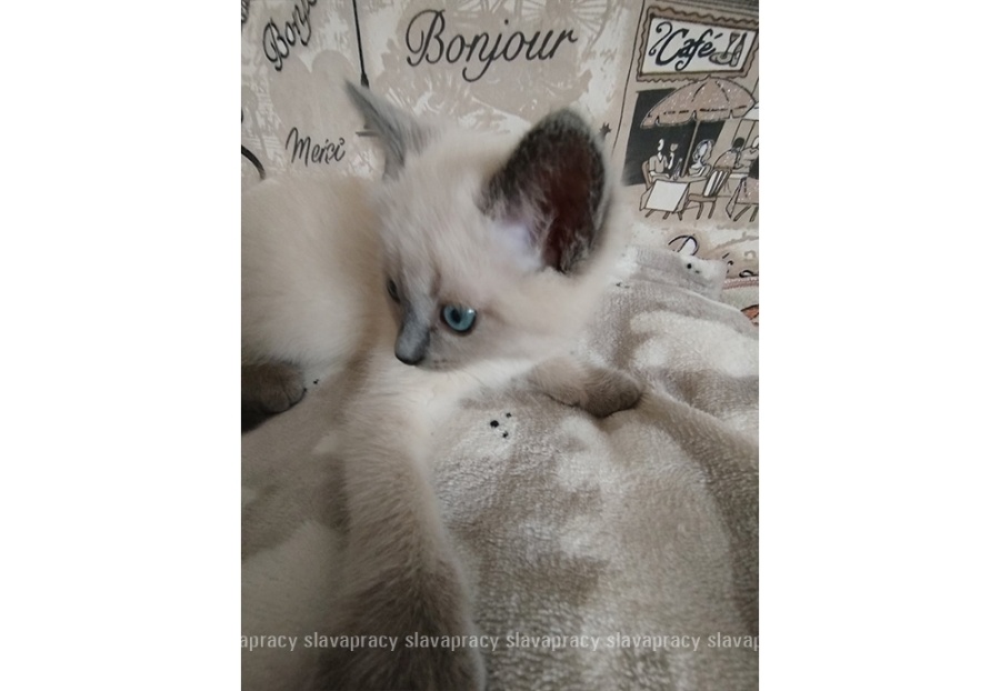     Как Милана Дубовская из Копыля убедила маму забрать дрожащего котенка с улицы?