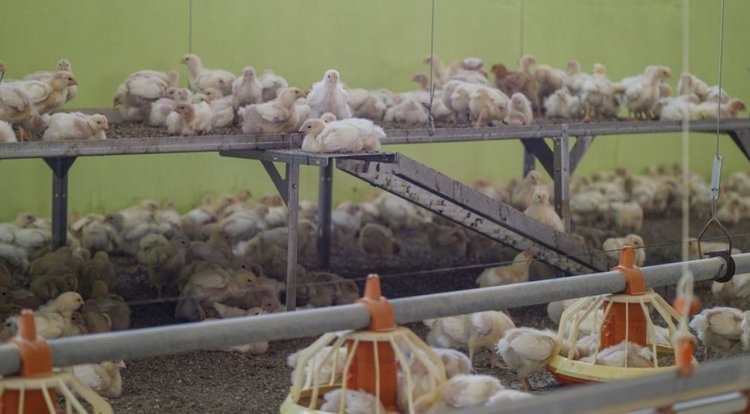    Фото: FLI, Kristoffer Finn