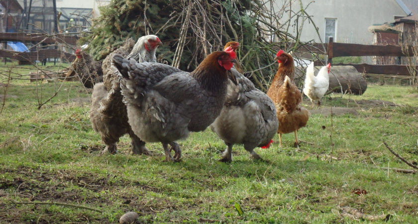    Фотогорафия pxhere.com