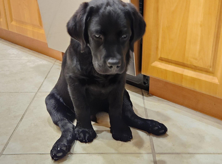 15+ фотографий питомцев, чьи эмоции невозможно не заметить