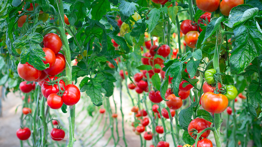 Индетерминантные сорта в открытом грунте