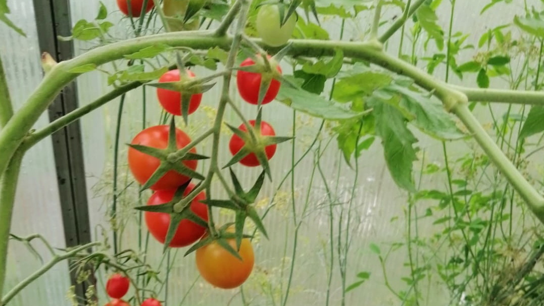 Такие потери случались ежегодно, пока не перешел на компактные сорта