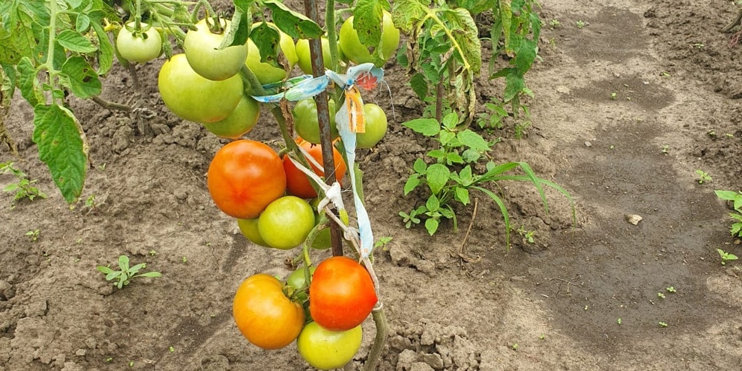 Покупаю только детерминантные томаты для открытого грунта. 5 преимуществ перед высокими